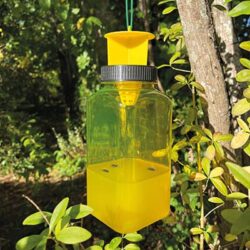 Flue- og hvepsefælde (2 stk.)