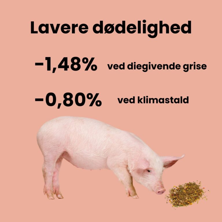 ZOOM karussel kampagne (2)