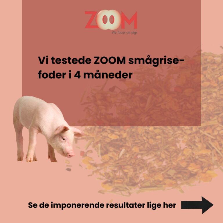 ZOOM karussel kampagne