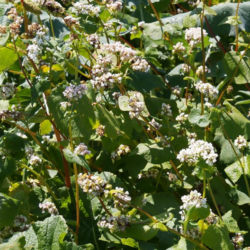 Helårsmix til hjortevildt