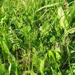 Urteblanding DLF, økologisk (2 kg)