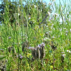 Allround vildtblanding (10 kg)